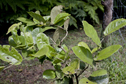 Aristolochia asclepiadifolia